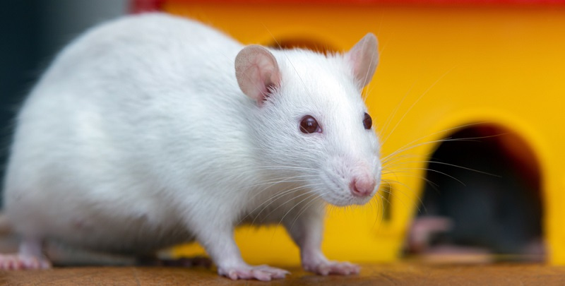Породы крыс: фото, описания и советы по уходу - Руководство по выбору и содержанию