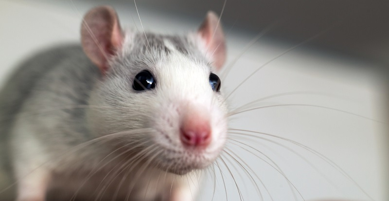 Уход за домашними декоративными крысами: