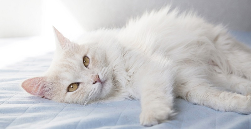 Успокоительные для кошек при стрессе и агрессии - виды препаратов, как  выбрать, обзор популярных средств