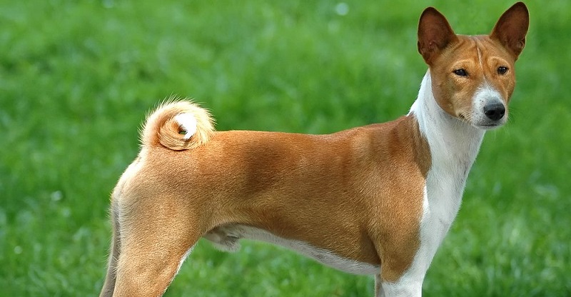 Характеристика породы собак африканская басенджи - описание, характер,  фото, отзывы, особенности ухода