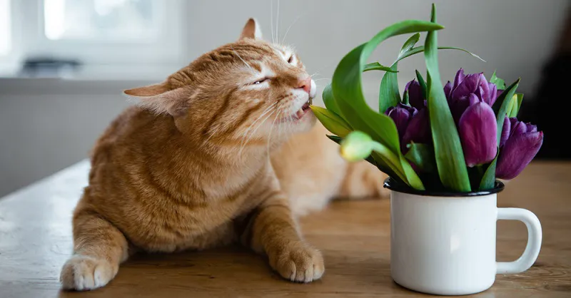 Растения для кошек: какие растения опасны и как защитить комнатные цветы