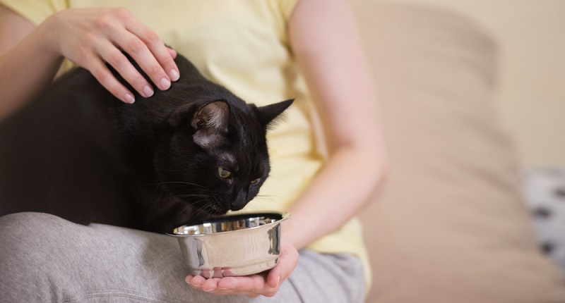 Чем кормить кастрированного кота?