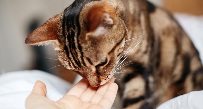 Аллергия у кошек: причины, симптомы и лечение