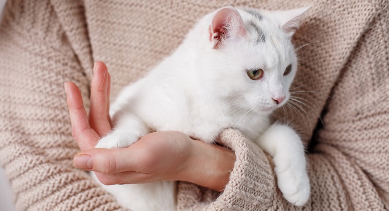 Успокоительные для кошек: отзывы ветеринаров, обзор препаратов