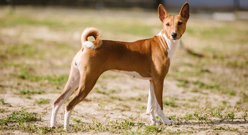 Африканская басенджи - порода собак