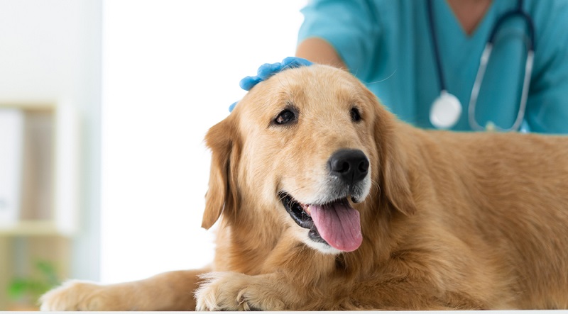 Корм для собак Авва: мнение ветеринаров