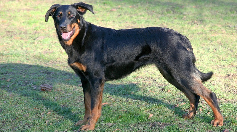 Босерон - порода собак