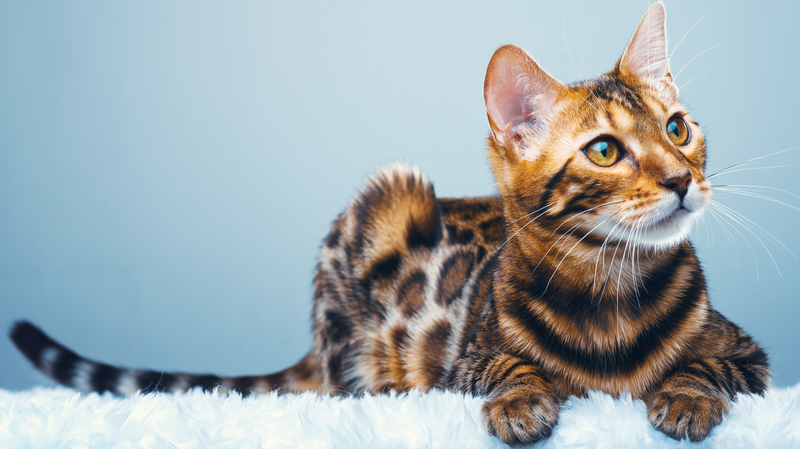 Характеристика бенгальской породы кошек - описание, характер, фото, отзывы,  особенности ухода