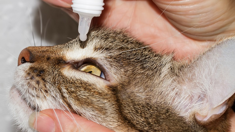 Болезни кошек - симптомы, лечение, как и чем вылечить кошку в домашних  условиях