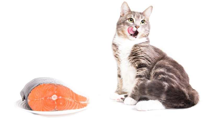 Можно или нельзя давать кошке рыбу - возможные опасности, вред и польза