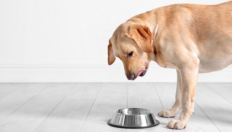 Сколько кормить собаку в день