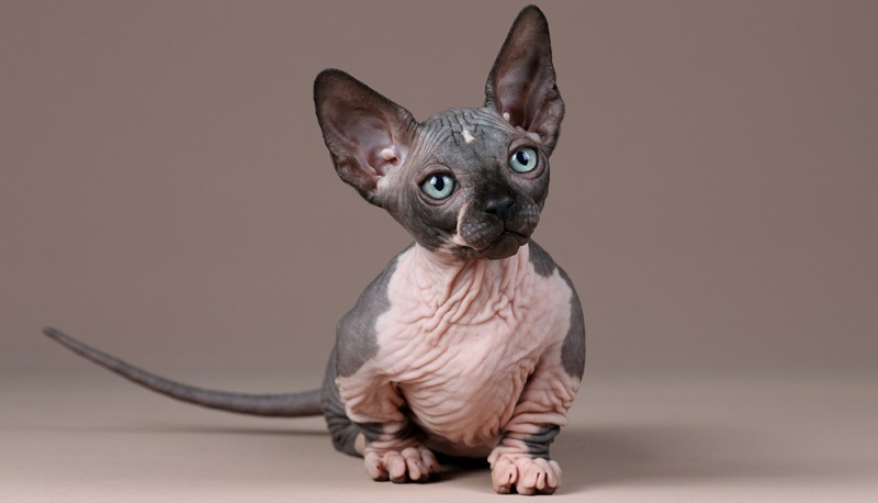 Кошка пятнистый сфинкс: уникальный породистый питомец