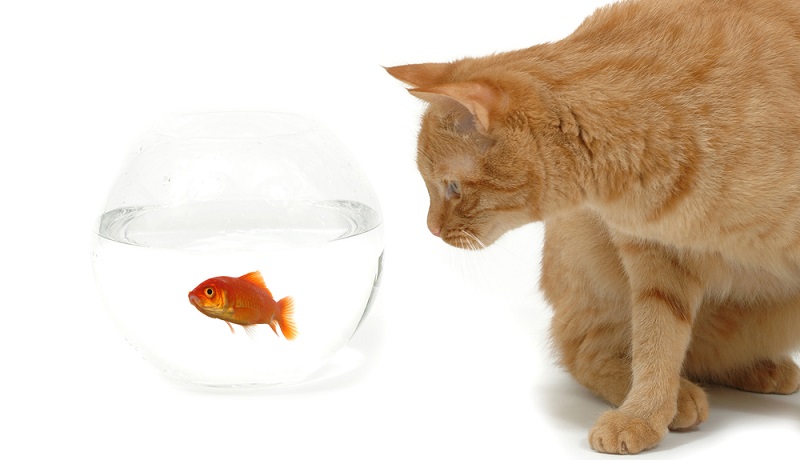 Можно ли кормить кошку рыбой?