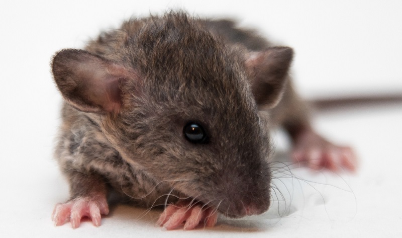 Крыса Рекс: особенности породы, уход и содержание