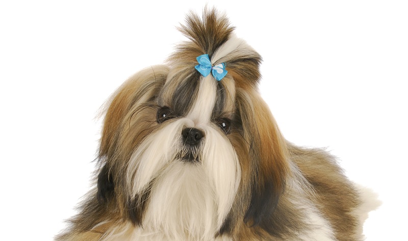 Шьем и вяжем одежду для собак ♔ Fashion dog ♔ | ВКонтакте