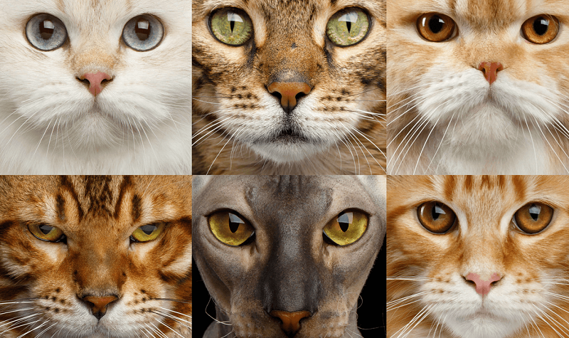 Кошка по гороскопу - какая порода кошек подходит вам по знаку зодиака