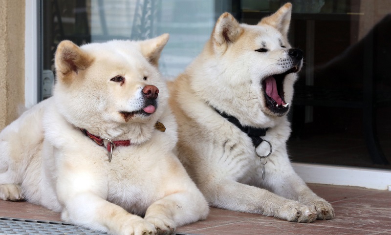Служебные породы собак: обзор популярных - полезная информация от DogLovers
