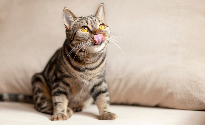 Умное питание для кошки: сухие + влажные корма UNOCAT