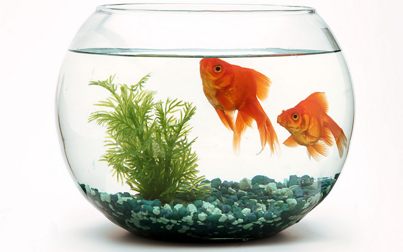 Как правильно ухаживать за золотыми рыбками в аквариуме?