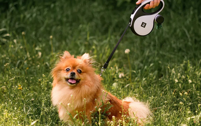 Рулетки для собак HiPet – прогулки с комфортом