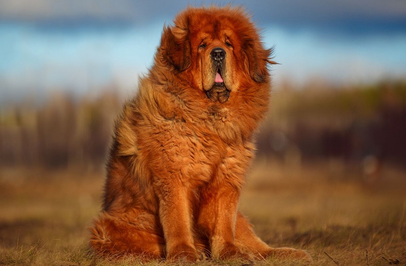 Тибетский мастиф - порода собак