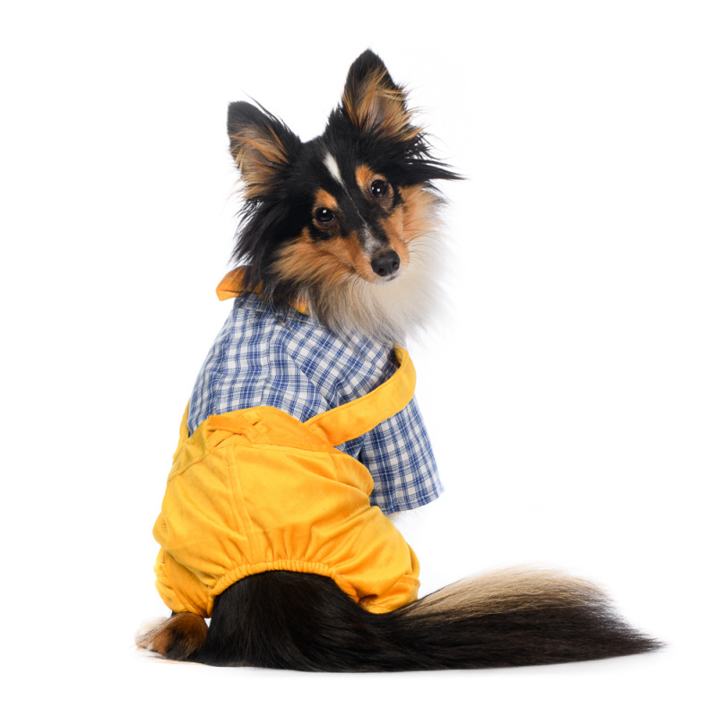 Костюм XS для собак желтый с рубашкой 2