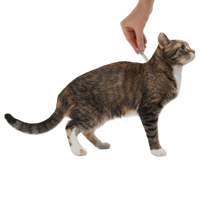 Адвантейдж капли на холку для кошек весом более 4 кг от блох, 4 пипетки 4