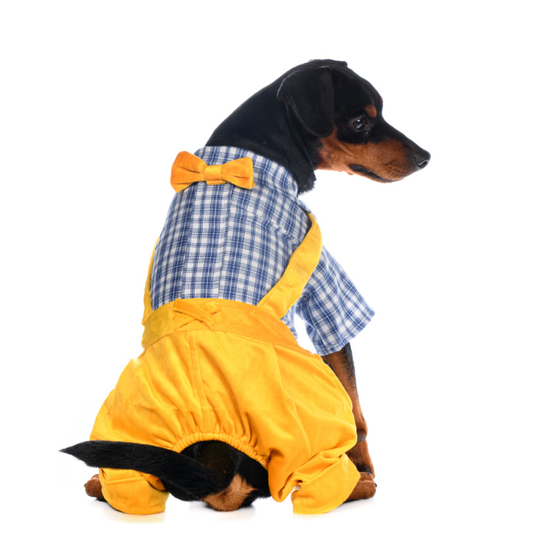 Костюм M для собак желтый с рубашкой 1