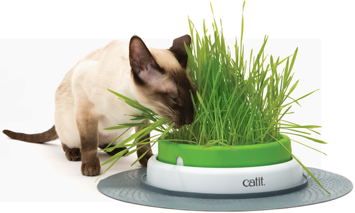 Грунт и семена травы для кошек 1