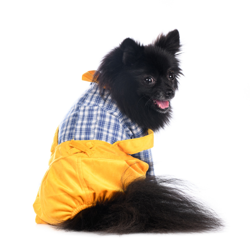 Костюм XL для собак желтый с рубашкой 7