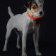 Превью Светящийся шнурок на шею для собак LED Yukon оранжевый 2