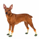 Превью Носки XL для собак с прорезиненной подошвой, зеленые