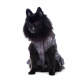 Превью Куртка-платье для собак темно-серая размер M 4