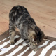 Превью Игрушка для кошек Подстилка Cat Activity, коричневый/кремовый, 70х50 см 1