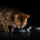 Превью Nutri Savour Housecat Влажный корм (пауч) для взрослых кошек живущих дома, с лососем в соусе, 85 гр. 9