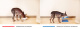 Превью Миска для животных Совы двойная на подставке, коричневая,2x360мл 3