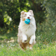 Превью Игрушка для собаки Мяч плавающий с пищалкой 10 см 1