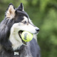 Превью Игрушка для собак Air Теннисный Мяч с канатом средний 2