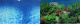 Превью Фон для аквариума двусторонний Синее море/Растительный пейзаж  50х100см(9063/9071)