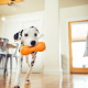 Превью Игрушка для собак гантеля под лакомства Qwizl L оранжевая 17 x 7 см 1
