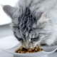 Превью Влажный корм для кошек с чувствительным пищеварением с курицей и морковью, 75 г 10