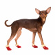 Превью Ботинки замшевые для собак XS красный (унисекс) 3