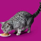 Превью Влажный корм для кошек старше 1 года, паштет с говядиной и печенью, 85г 4