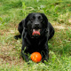 Превью Игрушка для собак Мяч диаметр 8,5 см средний оранжевый, для собак средних пород (снаряд) 2