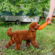 Превью Игрушка для собак Тарелка летающая диаметр 18 см малая оранжевая, толщина 2,3 см, для собак малых и средних пород (снаряд, пуллер) 2
