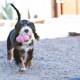 Превью Игрушка для собак Puppy классик S маленькая цвета в ассортименте: розовый, голубой 7x4 см 4