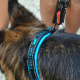 Превью Поводок для собак Sport Dog Matic, 120 см, голубой 4