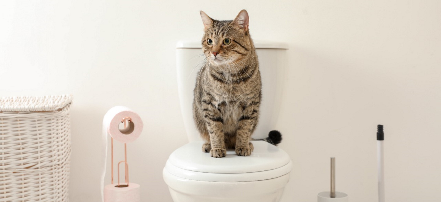Автоматический туалет для кошек Kopfgescheit KG7010