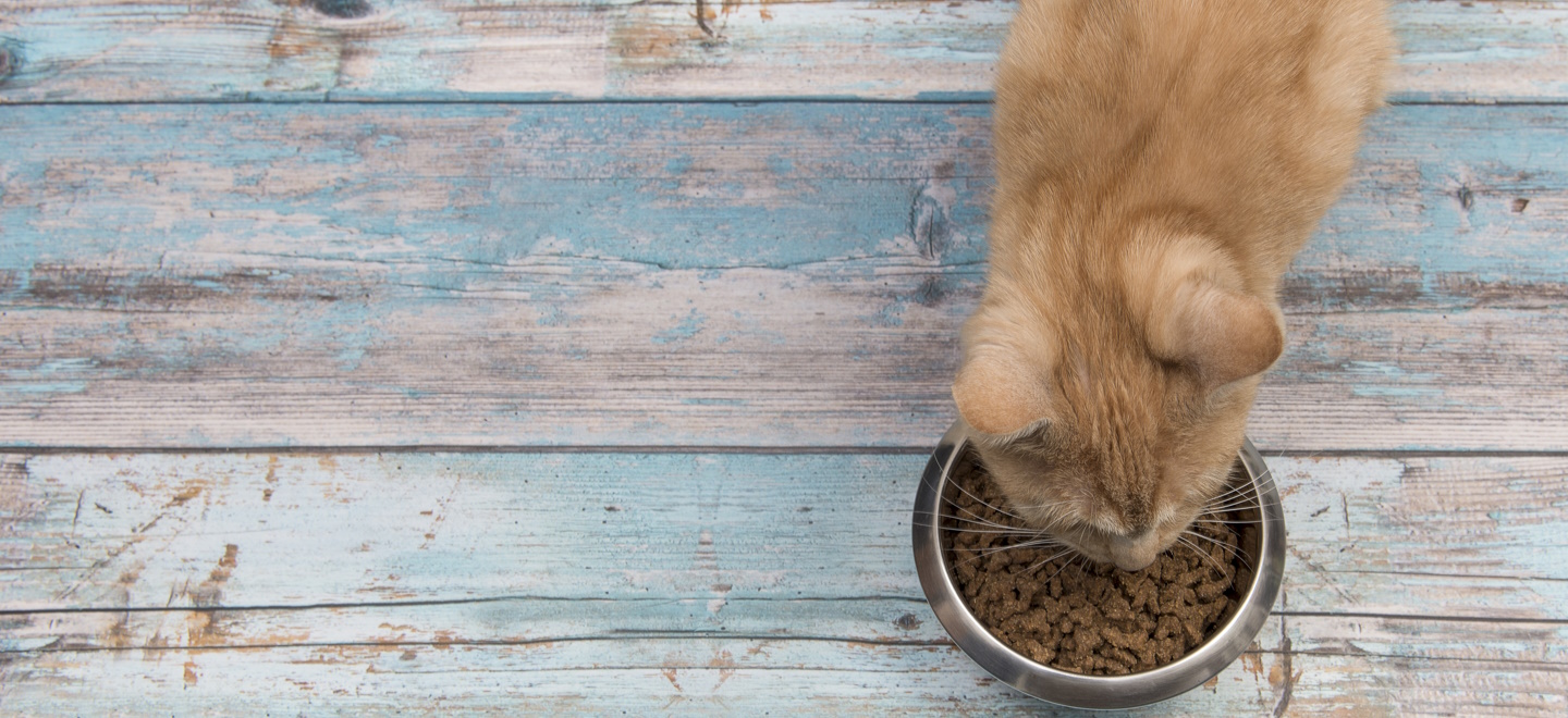 Рацион кошки: чем кормить в домашних условиях