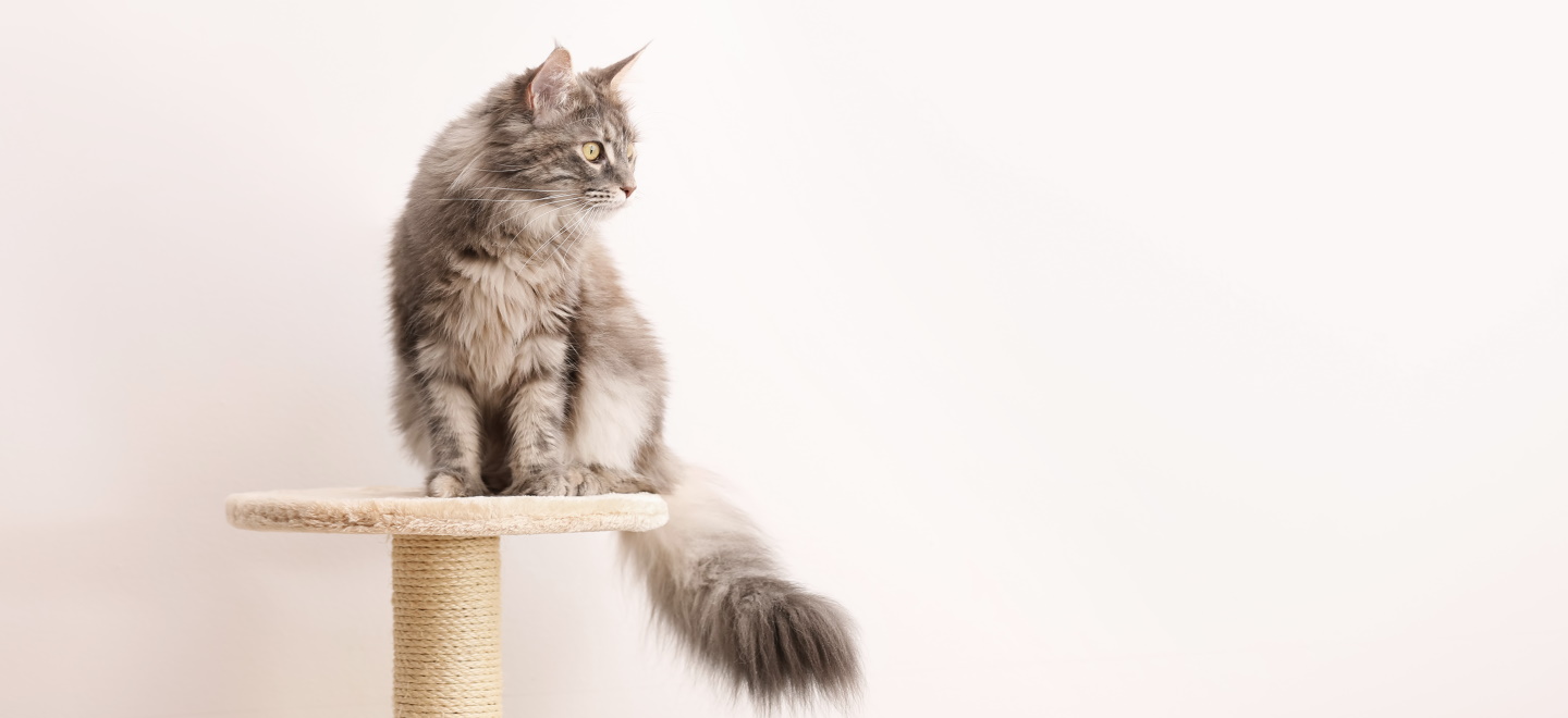 Вздутый живот у кошки: причины и лечение